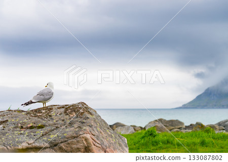 Seagull on sea fjord shore 133087802