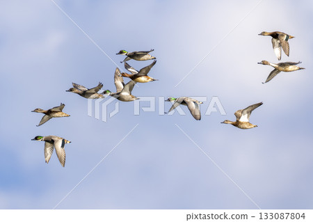 A flock of mallards in flight 133087804