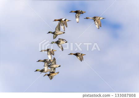 A flock of mallards in flight A flock of mallards in flight 133087808