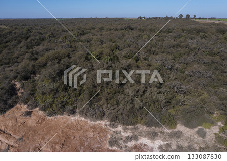 Pampas forest, Calden tree, Prosopis Caldenia, endemic species in La Pampa, Patagonia, Argentina Pampas forest, Calden tree, Prosopis Caldenia, endemic species in La Pampa, Patagonia, Argentina 133087830