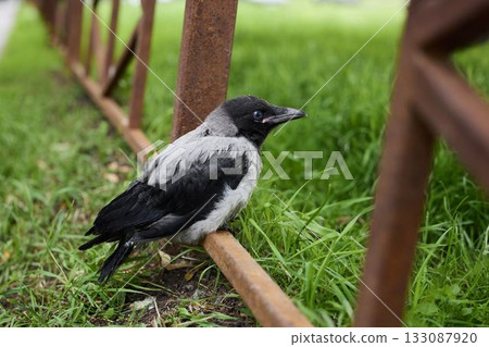 Black bird on rail seems prepared for immediate takeoff 133087920