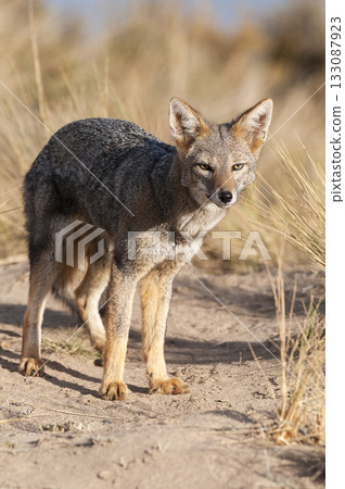 Pampas Grey fox in Pampas grass environment, La Pampa province, Patagonia, Argentina. 133087923