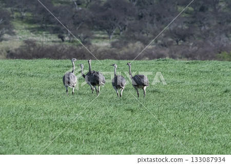 Greater Rhea, Rhea americana, in Pampas coutryside environment, La Pampa province, ,Brazil. 133087934