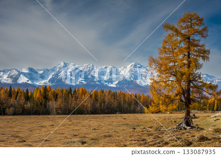 Golden autumn landscape with snow capped mountains and a lone tree in a vast field 133087935