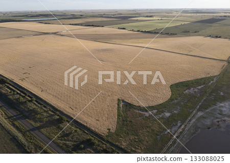 Wheat field ready to harvest, in the Pampas plain, La Pampa, Argentina. Wheat field ready to harvest, in the Pampas plain, La Pampa, Argentina. 133088025