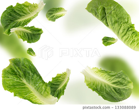 Romaine lettuce salad leaves isolated. Cos green leaves, fresh romain salat, raw romaine cabbage Romaine lettuce salad leaves isolated. Cos green leaves, fresh romain salat, raw romaine cabbage 133088089