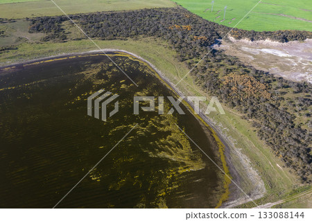 Calden forest landscape, Prosopis Caldenia plants, La Pampa province, Patagonia, Argentina. 133088144