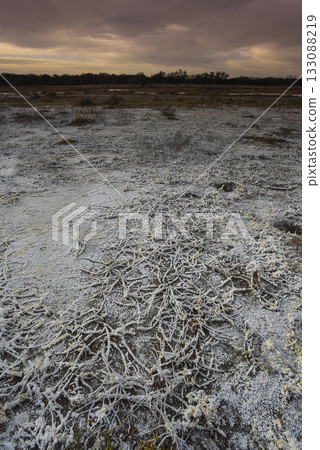 Saltpeter on the floor of a lagoon in a semi desert environment, La Pampa province, Patagonia, Argentina. 133088219