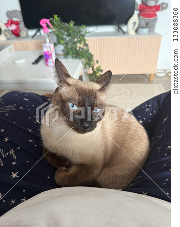 Siamese cat resting on owner lap at home. Relaxation, affection, and calm connection between pet and human in cozy space. 133088360