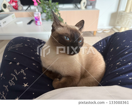 Siamese cat resting on owner lap at home. Relaxation, affection, and calm connection between pet and human in cozy space. 133088361