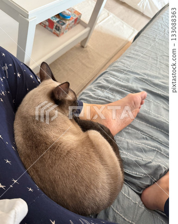 Siamese cat sleeping on human legs in cozy home. Domestic comfort, warmth, and emotional connection in peaceful everyday life. 133088363