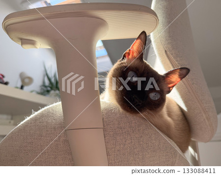 Siamese cat lying on chair near window. Calm domestic pet, relaxation, and warmth in soft afternoon light. 133088411