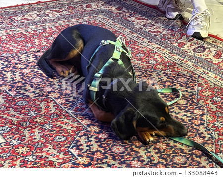Sleeping dog on decorative oriental rug. Rest, tranquility, and cozy domestic comfort in warm interior setting. Sleeping dog on decorative oriental rug. Rest, tranquility, and cozy domestic comfort in warm interior setting. 133088443