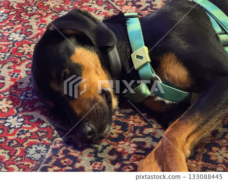 Close-up of sleeping dog wearing green harness. Rest, security, and gentle domestic comfort in quiet environment. Close-up of sleeping dog wearing green harness. Rest, security, and gentle domestic comfort in quiet environment. 133088445