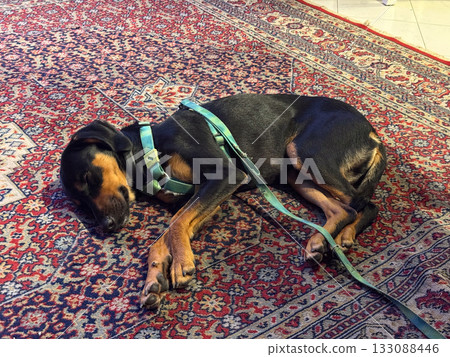 Sleeping dog on decorative oriental rug. Rest, tranquility, and cozy domestic comfort in warm interior setting. Sleeping dog on decorative oriental rug. Rest, tranquility, and cozy domestic comfort in warm interior setting. 133088446