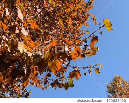 Autumn tree leaves in sunlight against blue sky. Seasonal change, nature, and environmental beauty in warm fall atmosphere. Copy space Autumn tree leaves in sunlight against blue sky. Seasonal change, nature, and environmental beauty in warm fall atmosphere. Copy space 133088450