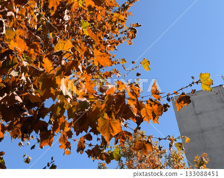Autumn tree leaves in sunlight against blue sky. Seasonal change, nature, and environmental beauty in warm fall atmosphere. Copy space Autumn tree leaves in sunlight against blue sky. Seasonal change, nature, and environmental beauty in warm fall atmosphere. Copy space 133088451