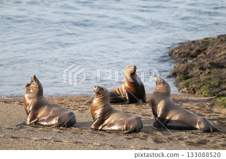 South American Sea Lion (Otaria flavescens) Female,Peninsula Valdes ,Chubut,Patagonia, Argentina South American Sea Lion (Otaria flavescens) Female,Peninsula Valdes ,Chubut,Patagonia, Argentina 133088520