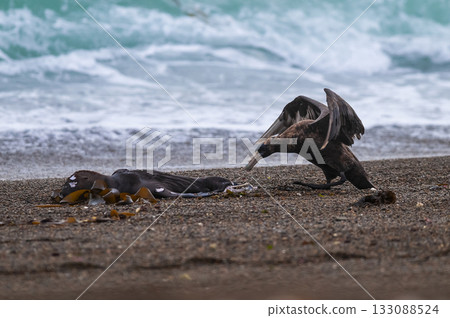 Giant Petrel , Peninsula Valdes, Unesco World heritage site, Chubut Province, Patagonia, Argentina. 133088524