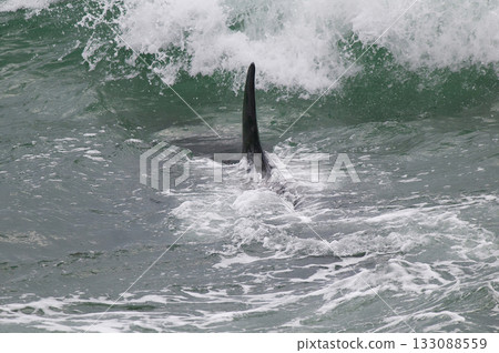 Killer whale hunting sea lions Killer whale hunting sea lions 133088559