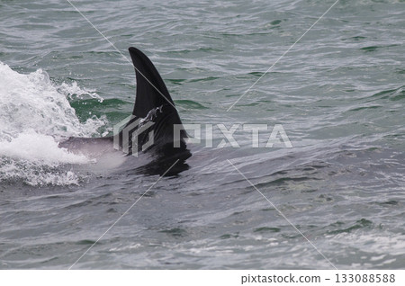Killer whale hunting sea lions on the paragonian Killer whale hunting sea lions on the paragonian 133088588