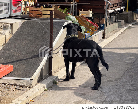 Black dog standing near market ramp in sunlight. Everyday urban life, animal waiting scene, and calm outdoor city moment. Black dog standing near market ramp in sunlight. Everyday urban life, animal waiting scene, and calm outdoor city moment. 133088702