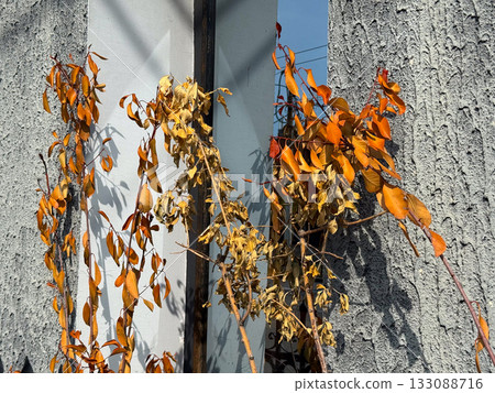Dry and orange leaves near wall illuminated by sunlight. Urban nature, seasonal transition, and texture of fading autumn foliage. Dry and orange leaves near wall illuminated by sunlight. Urban nature, seasonal transition, and texture of fading autumn foliage. 133088716