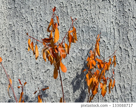 Red autumn leaves against rough concrete wall in sunlight. Seasonal nature, texture contrast and warm color tones of fall foliage. Red autumn leaves against rough concrete wall in sunlight. Seasonal nature, texture contrast and warm color tones of fall foliage. 133088717