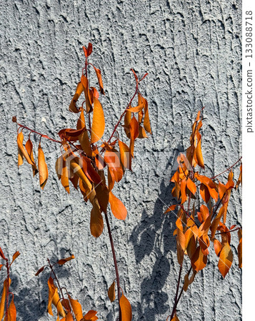 Red autumn leaves against rough concrete wall in sunlight. Seasonal nature, texture contrast and warm color tones of fall foliage. 133088718