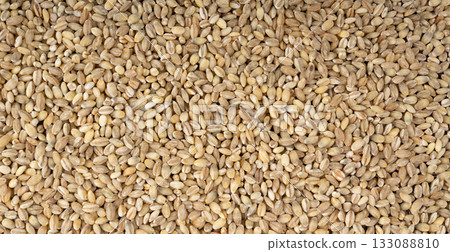 Pearl barley grains. Raw peeled cereal pile texture, organic pearl barley Pearl barley grains. Raw peeled cereal pile texture, organic pearl barley 133088810