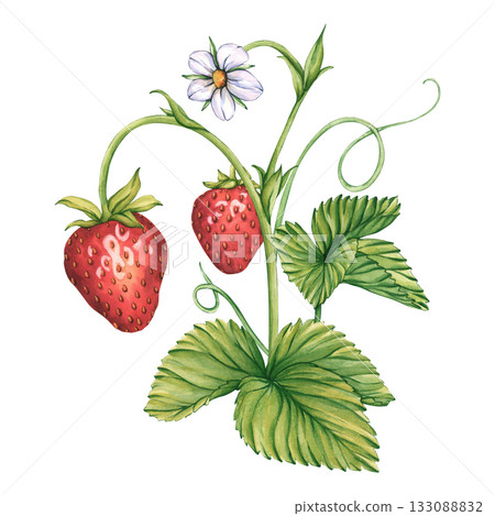 Halves of ripe strawberries with white flower. Watercolor illustration of Strawberries with cut in half. Ripe sliced strawberries for tea, jam, cosmetics label. Halves of berries. Fresh Summer Fruit Halves of ripe strawberries with white flower. Watercolor illustration of Strawberries with cut in half. Ripe sliced strawberries for tea, jam, cosmetics label. Halves of berries. Fresh Summer Fruit 133088832