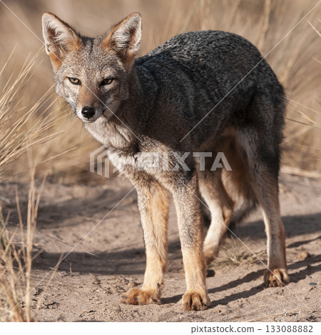 Pampas Grey fox in Pampas grass environment, La Pampa province, Patagonia, Argentina. Pampas Grey fox in Pampas grass environment, La Pampa province, Patagonia, Argentina. 133088882