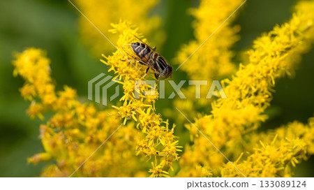 Kigoshishana 133089124