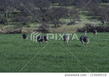 Greater Rhea, Rhea americana, in Pampas coutryside environment, 133089319