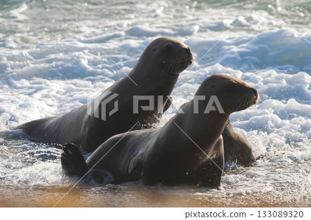 SOUTH AMERICAN SEA LION pup,Peninsula Valdes, Chubut,Patagonia ,Argentina 133089320