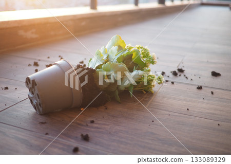 Potted plant falls over on wooden floor during sunset Potted plant falls over on wooden floor during sunset 133089329