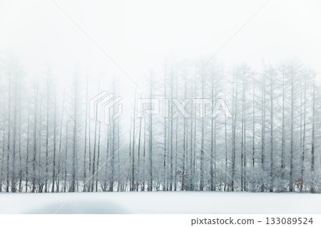 冬季防風林 冬季防風林 133089524