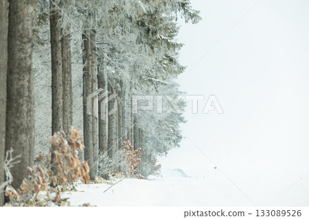 Winter windbreak forest 133089526