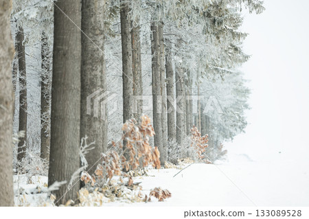 冬季防風林 冬季防風林 133089528