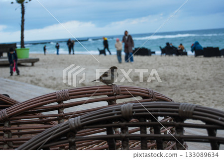 Sparrow sits on a wicker chair on a cloudy beach of the Black Sea. Sparrow (Passer domesticus) perches on a wicker chair at a sandy beach with a cloudy sky. 133089634