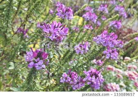 Cleomelea persica ② 133089657