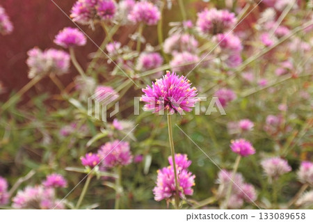 Thousand day red ③ 133089658