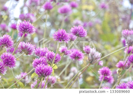 Thousand day red ① 133089660