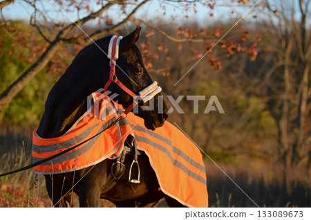 vibrant portrait of beautiful black dressage stallion dressed in training protection cover posing at sunny autumn evening. vibrant portrait of beautiful black dressage stallion dressed in training protection cover posing at sunny autumn evening. 133089673