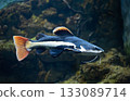 Flathead catfish in an aquarium. Flathead catfish is the only representative of the genus Phractocephalus. Beautiful large catfish 133089714