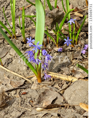 Blue flowers of Siberian squill or wood squill or Scilla siberica growing up on sunny spring day 133089731