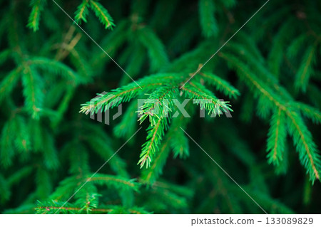Fresh green young branches of spruce as a background Fresh green young branches of spruce as a background 133089829