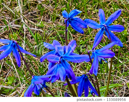 Close-up of the bright flowers of the blue Siberian bluebell, or Scilla siberica in Latin Close-up of the bright flowers of the blue Siberian bluebell, or Scilla siberica in Latin 133089956