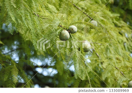 落葉杉① 落葉杉① 133089969