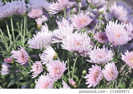 粉紅色的菊花 粉紅色的菊花 133089971